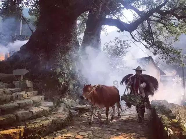 植物大战僵尸8