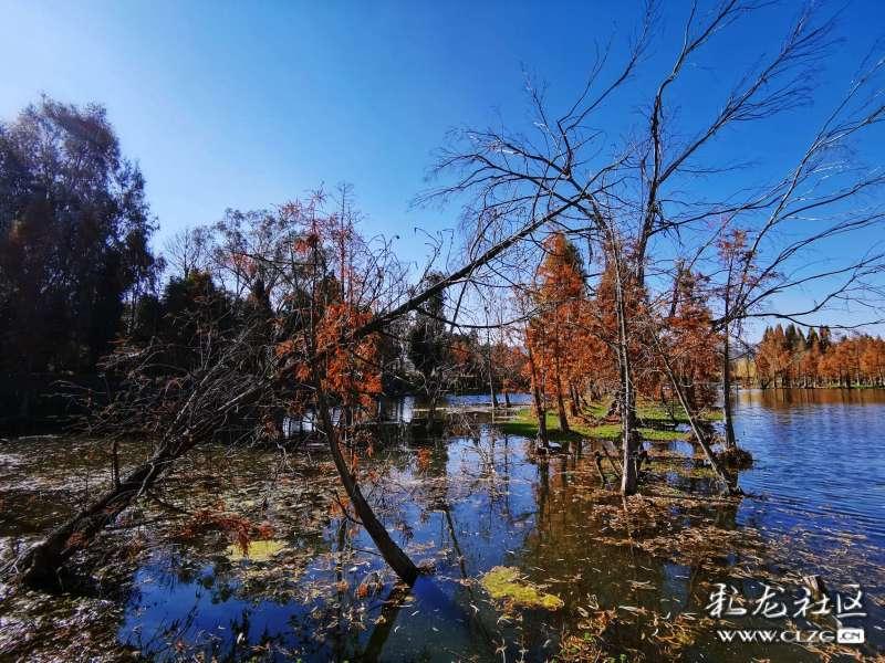 注册资深级中国烹饪大师黄国英:择一事终一生